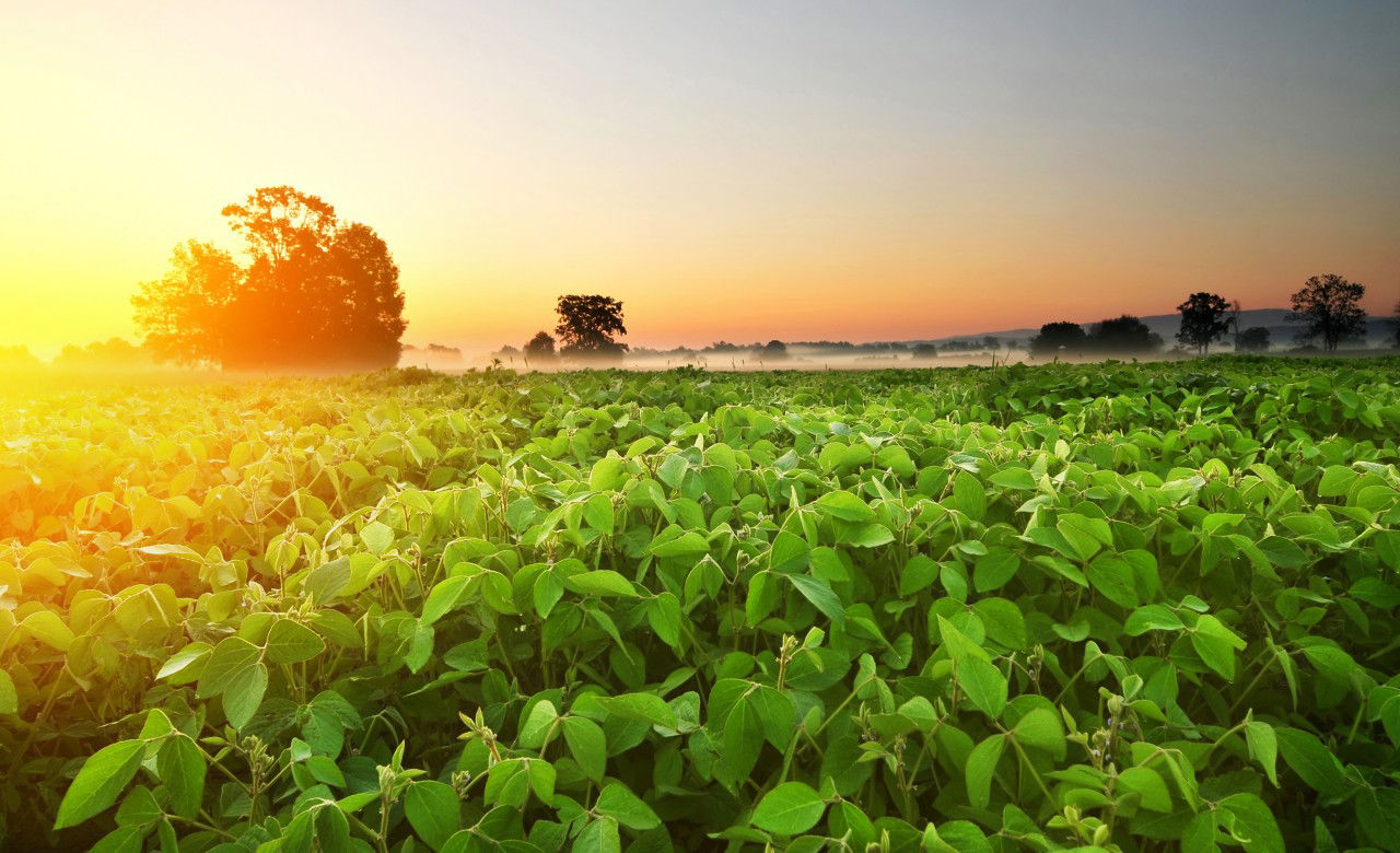 Soybean field full of soybean plant